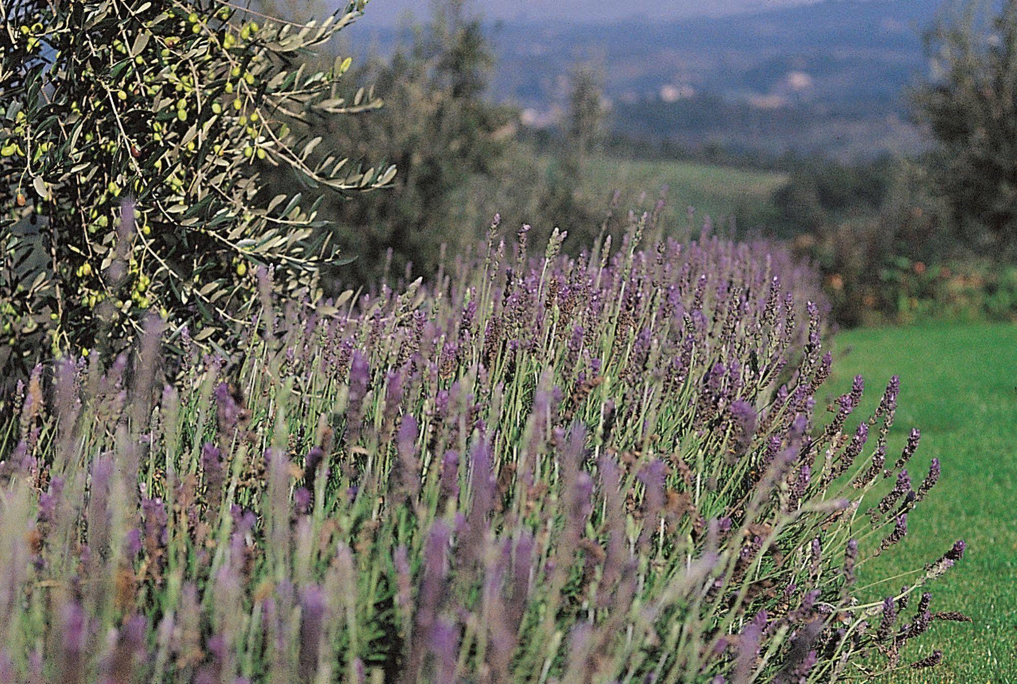 Podere Il Pino Poggibonsi Exterior photo